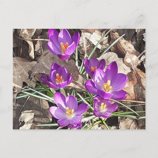 Carte postale Crocus pourpre (Devant)