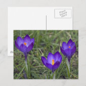 Carte Postale crocus pourpre (Devant / Derrière)