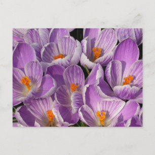 Carte Postale Crocus pourpres