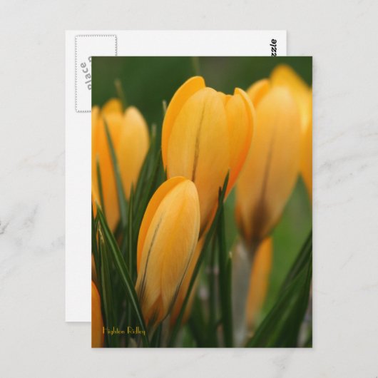 Carte Postale Crocus printaniers (Devant / Derrière)