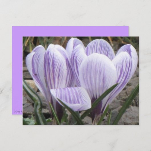 Carte postale Crocus rayés violets (Devant / Derrière)