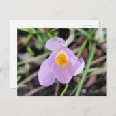 Carte Postale Crocus rose (Devant / Derrière)