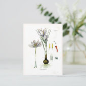 Carte Postale Crocus sativus (Debout devant)
