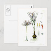 Carte Postale Crocus sativus (Devant / Derrière)