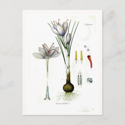Carte Postale Crocus sativus (Devant)