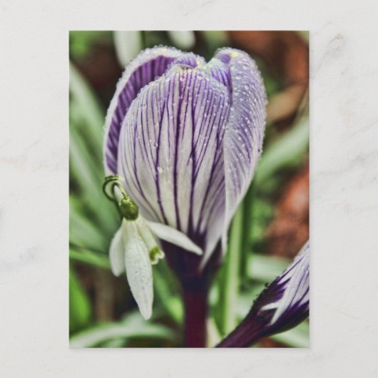 Carte Postale Crocus Snowdrop et gouttelettes d'eau (Devant)