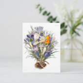 Carte Postale Crocus Spring Flower Botanique Floral Art (Debout devant)