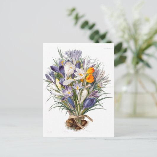 Carte Postale Crocus Spring Flower Botanique Floral Art (Debout devant)