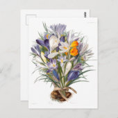 Carte Postale Crocus Spring Flower Botanique Floral Art (Devant / Derrière)