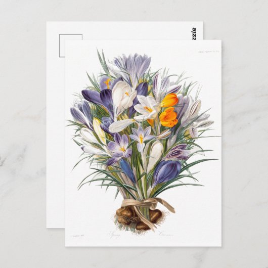 Carte Postale Crocus Spring Flower Botanique Floral Art (Devant / Derrière)