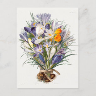 Carte Postale Crocus Spring Flower Floral Art