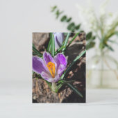 Carte Postale Crocus Violet Première Fleur de 2026 (Debout devant)