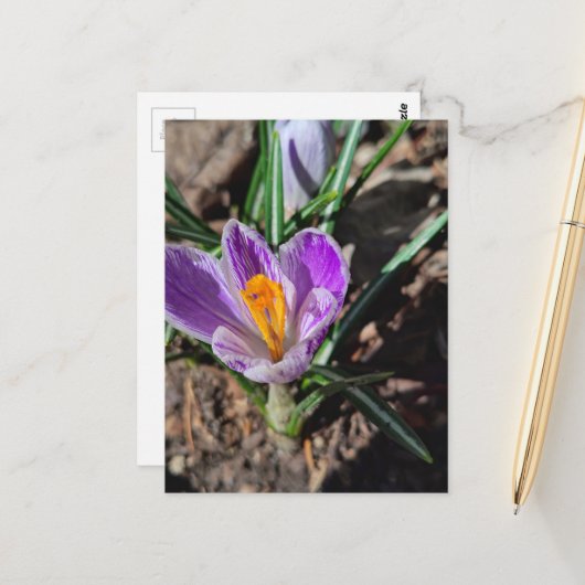 Carte Postale Crocus Violet Première Fleur de 2026 (Devant/Arrière en situation)