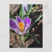 Carte Postale Crocus Violet Première Fleur de 2026 (Devant)