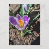 Carte Postale Crocus violet Première fleur de mars 2026 (Devant)