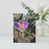 Carte Postale Crocus Violet Première Fleur du Printemps 2026 (Debout devant)