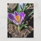Carte Postale Crocus Violet Première Fleur du Printemps 2026 (Devant)