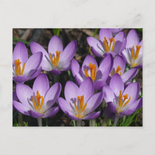 Carte Postale Crocus violets ensoleillés
