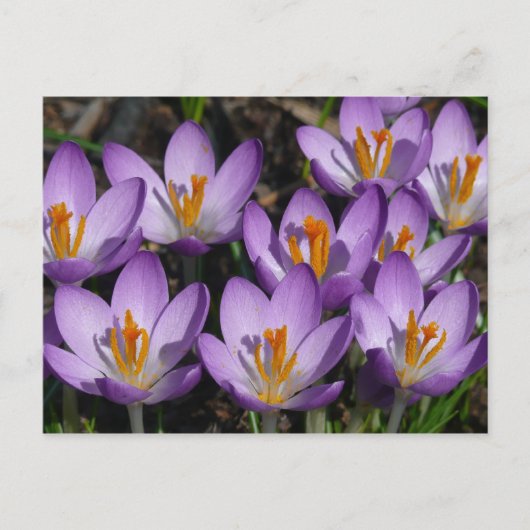 Carte Postale Crocus violets ensoleillés (Devant)