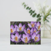 Carte Postale Crocus violets ensoleillés (Debout devant)