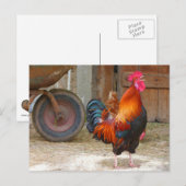 Carte Postale Croisement de coq rouge de Rhode Island à Barnyard (Devant / Derrière)