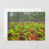 Carte Postale Croissance du support commun (Pteridium Aquilinum) (Devant / Derrière)