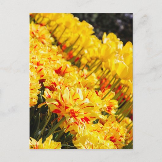 Carte Postale Croissance en or (Devant)