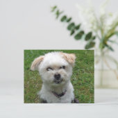 Carte postale croix de caniche souriante (Debout devant)