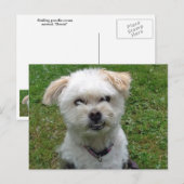 Carte postale croix de caniche souriante (Devant / Derrière)