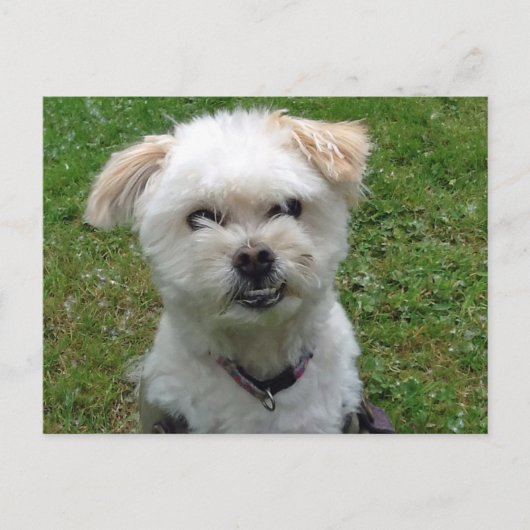Carte postale croix de caniche souriante (Devant)