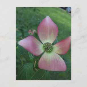 Carte Postale Croix de Dogwood