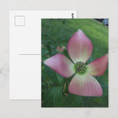 Carte Postale Croix de Dogwood (Devant / Derrière)