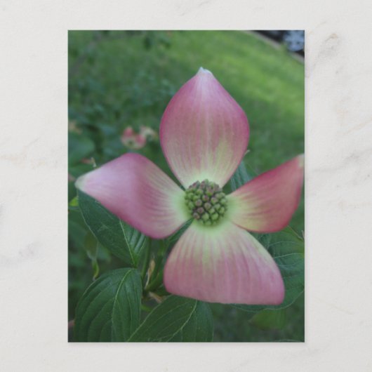 Carte Postale Croix de Dogwood (Devant)