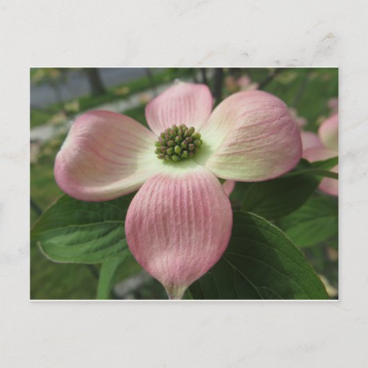 Carte Postale Croix de Dogwood (Devant)