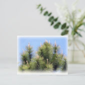 Carte Postale croix de pin (Debout devant)