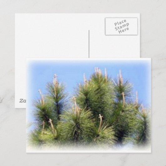 Carte Postale croix de pin (Devant / Derrière)