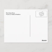 Carte Postale Croix du cône de pin (Dos)