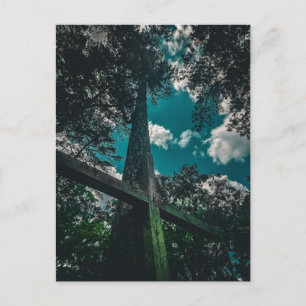 Carte Postale Croix en bois regardant vers le haut Red Hill Ceme