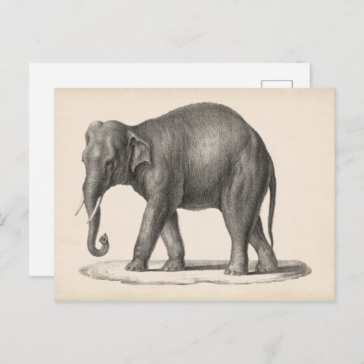 Carte Postale Croquis Brodtmann Elephant (Devant / Derrière)