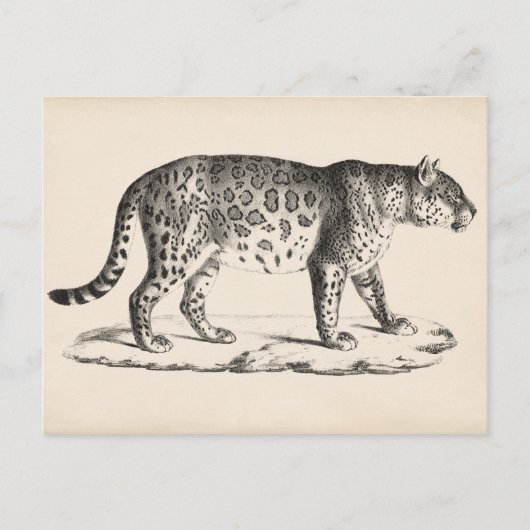 Carte Postale Croquis Brodtmann Leopard (Devant)