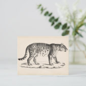 Carte Postale Croquis Brodtmann Leopard (Debout devant)