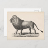 Carte Postale Croquis Brodtmann Lion (Devant / Derrière)