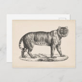 Carte Postale Croquis Brodtmann Tiger (Devant / Derrière)