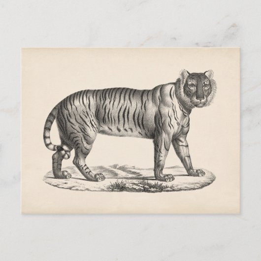 Carte Postale Croquis Brodtmann Tiger (Devant)