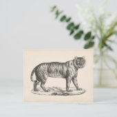 Carte Postale Croquis Brodtmann Tiger (Debout devant)