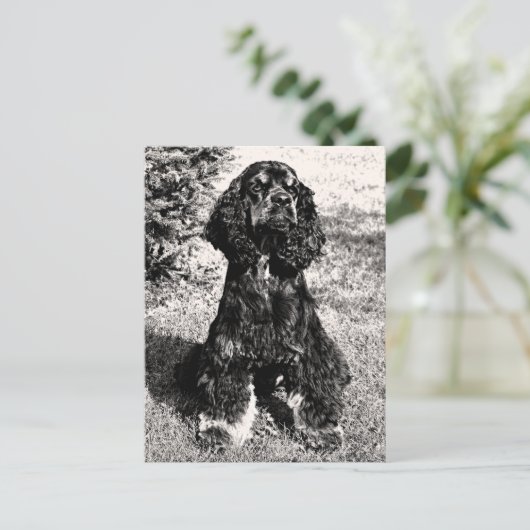 Carte Postale Croquis Cocker Spaniel (Debout devant)
