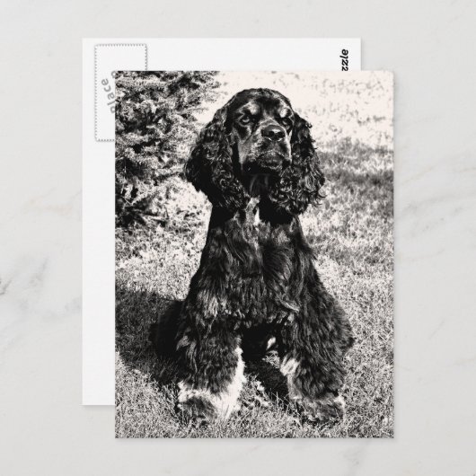 Carte Postale Croquis Cocker Spaniel (Devant / Derrière)