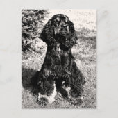 Carte Postale Croquis Cocker Spaniel (Devant)