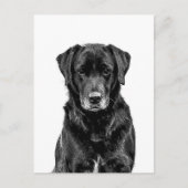 Carte Postale Croquis de chiot Labrador noir mignon (Devant)