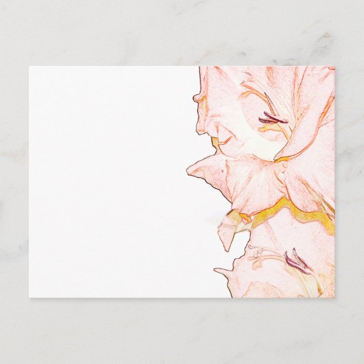 Carte Postale Croquis de Gladiolus (Devant)